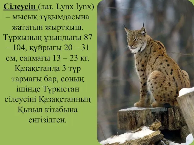 Сілеусін (лат. Lynx lynx) – мысық тұқымдасына жататын жыртқыш. Тұрқының