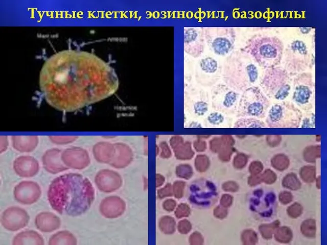Тучные клетки, эозинофил, базофилы