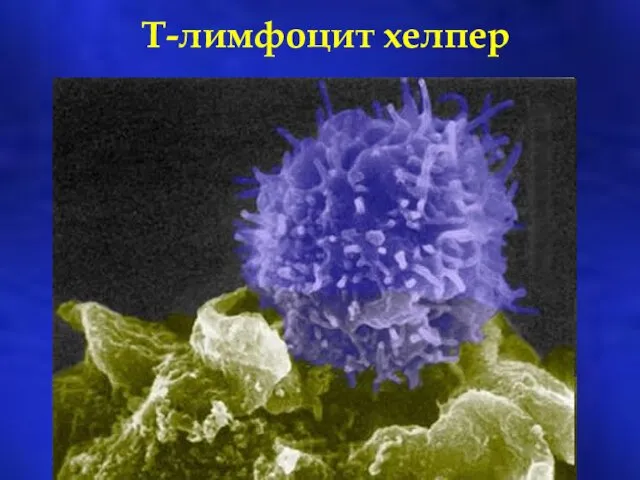 Т-лимфоцит хелпер