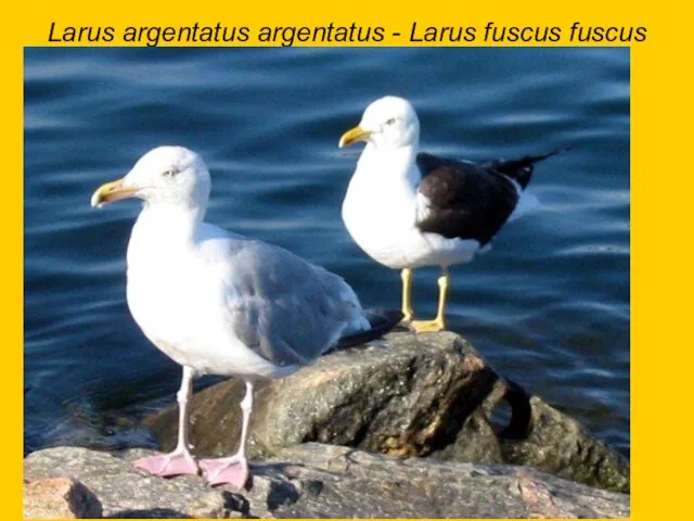 Larus argentatus argentatus - Larus fuscus fuscus