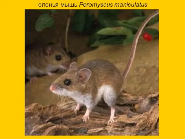 оленья мышь Реromyscus maniculatus