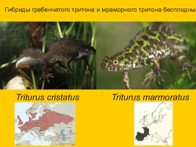 Triturus cristatus Triturus marmoratus Гибриды гребенчатого тритона и мраморного тритона бесплодны