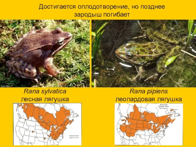 Rana pipiens леопардовая лягушка Rana sylvatica лесная лягушка Достигается оплодотворение, но позднее зародыш погибает