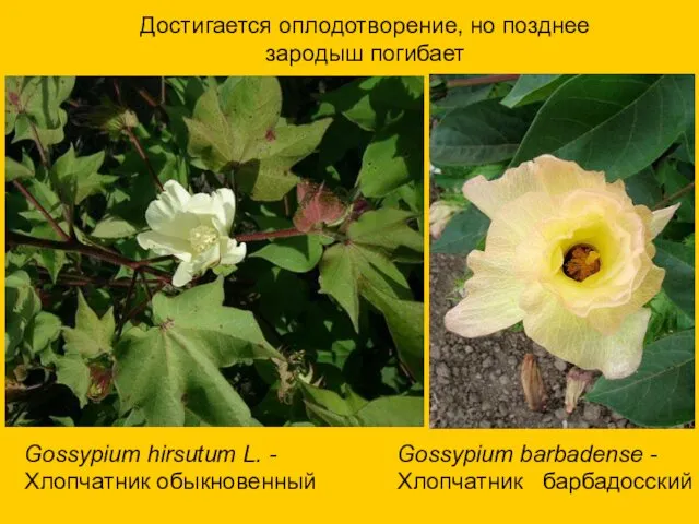 Gossypium hirsutum L. - Хлопчатник обыкновенный Gossypium barbadense - Хлопчатник барбадосский Достигается оплодотворение,