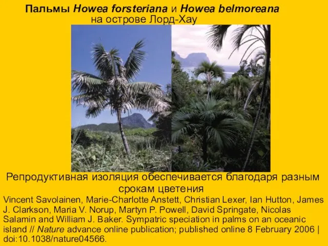 Пальмы Howea forsteriana и Howea belmoreana Репродуктивная изоляция обеспечивается благодаря разным срокам цветения