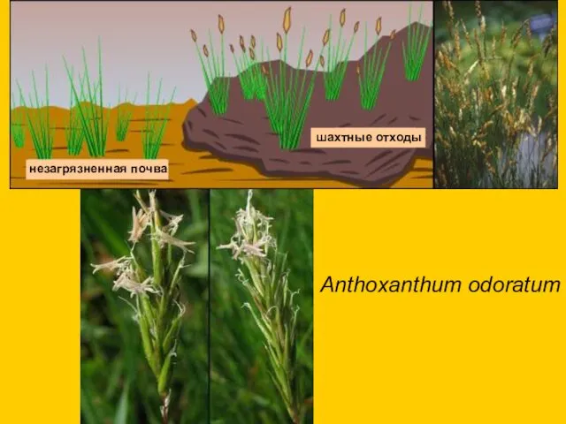 Anthoxanthum odoratum незагрязненная почва шахтные отходы
