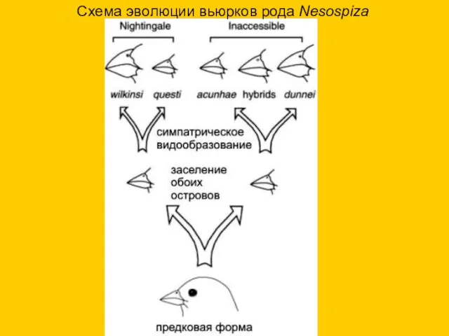 Схема эволюции вьюрков рода Nesospiza