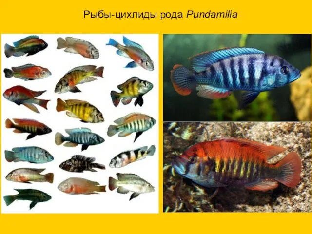 Рыбы-цихлиды рода Pundamilia