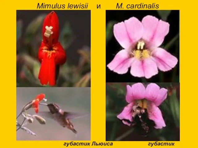 Mimulus lewisii и M. cardinalis губастик Льюиса губастик пурпуровый