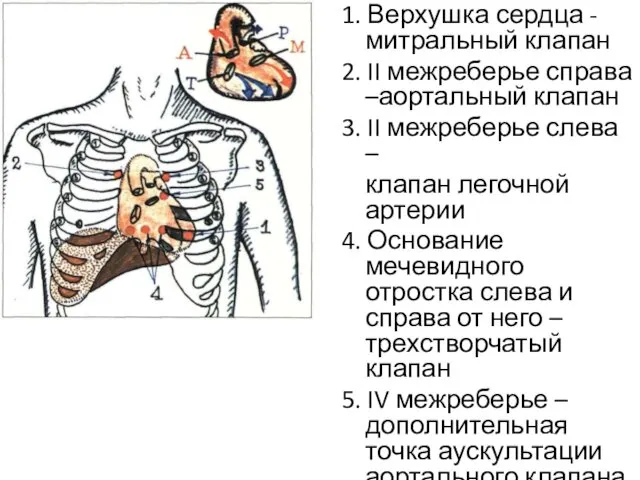 1. Верхушка сердца - митральный клапан 2. II межреберье справа