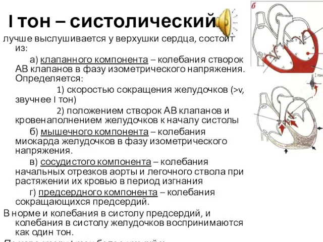 I тон – систолический лучше выслушивается у верхушки сердца, состоит