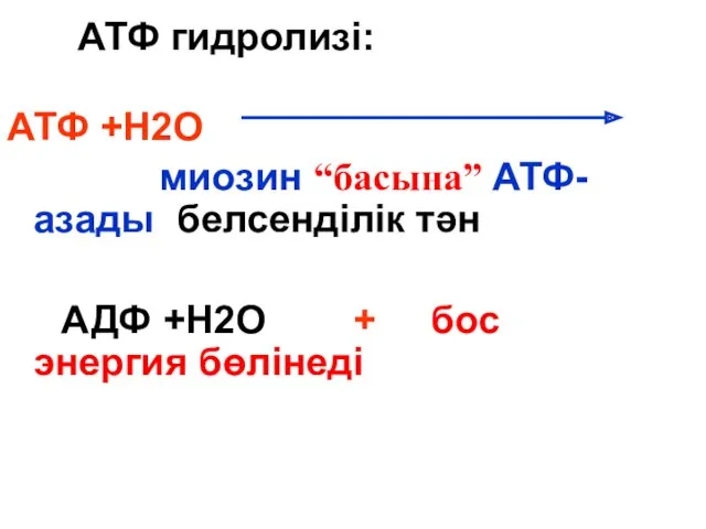 АТФ гидролизі: АТФ +Н2О миозин “басына” АТФ- азады белсенділік тән АДФ +Н2О + бос энергия бөлінеді