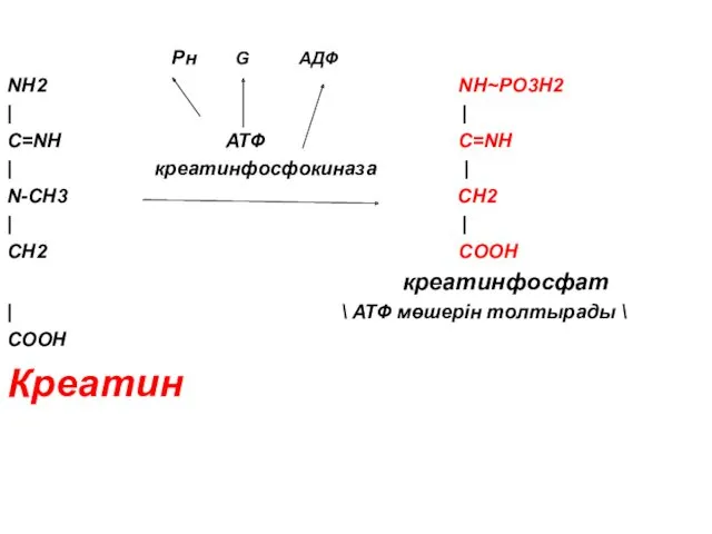 Рн G АДФ NH2 NH~PO3H2 | | C=NH АТФ C=NH | креатинфосфокиназа |