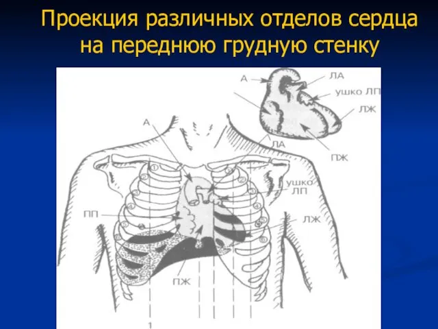 Проекция различных отделов сердца на переднюю грудную стенку