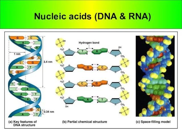 Nucleic acids (DNA &amp; RNA)