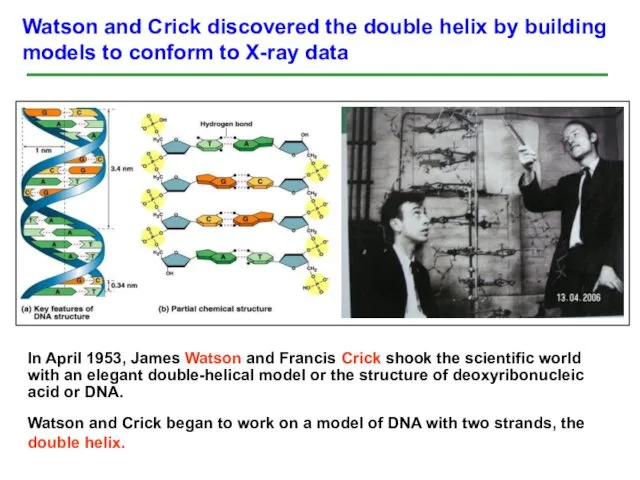 Watson and Crick discovered the double helix by building models