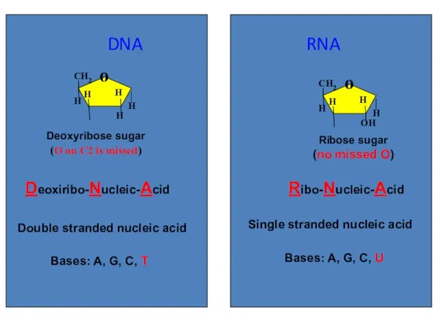 DNA RNA Ribo-Nucleic-Acid Deoxiribo-Nucleic-Acid