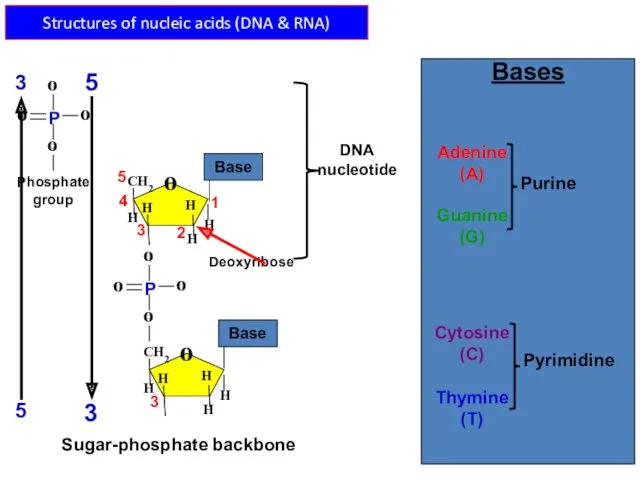 Structures of nucleic acids (DNA & RNA) Sugar-phosphate backbone Deoxyribose Phosphate group 3