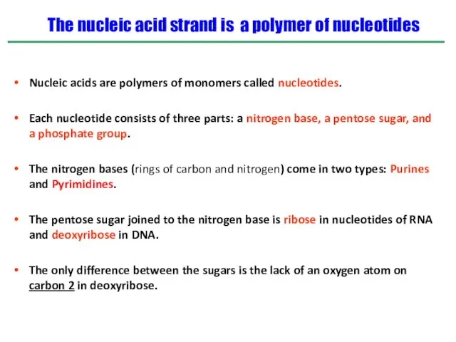 The nucleic acid strand is a polymer of nucleotides Nucleic