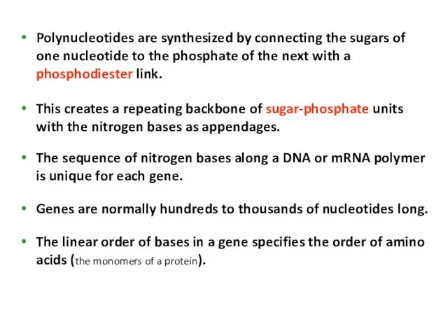 Polynucleotides are synthesized by connecting the sugars of one nucleotide