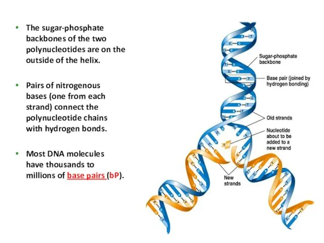 The sugar-phosphate backbones of the two polynucleotides are on the