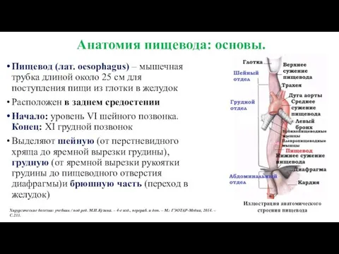 Анатомия пищевода: основы. Пищевод (лат. oesophagus) – мышечная трубка длиной