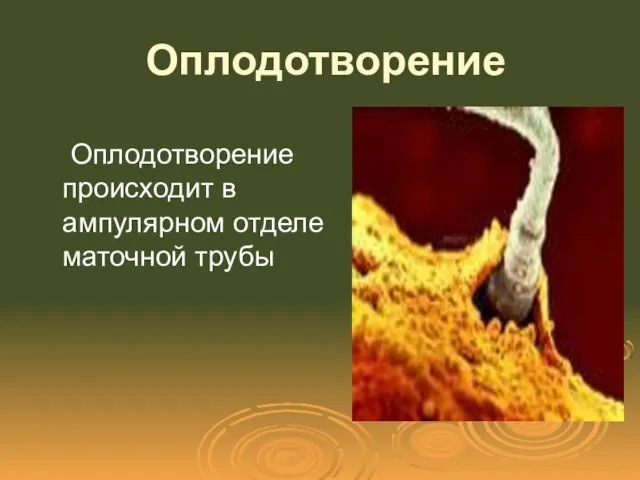 Оплодотворение Оплодотворение происходит в ампулярном отделе маточной трубы