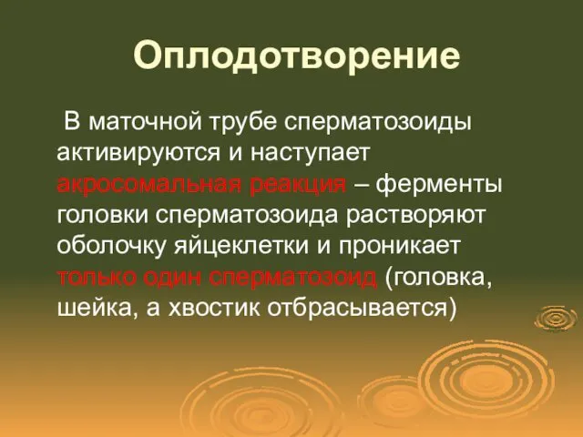 Оплодотворение В маточной трубе сперматозоиды активируются и наступает акросомальная реакция