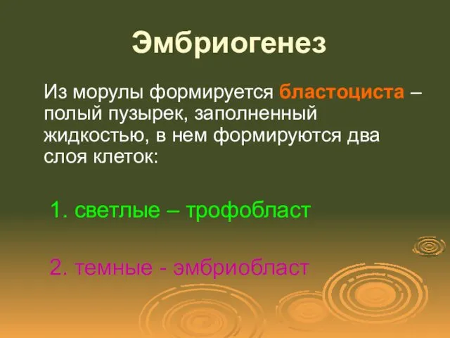 Эмбриогенез Из морулы формируется бластоциста – полый пузырек, заполненный жидкостью,