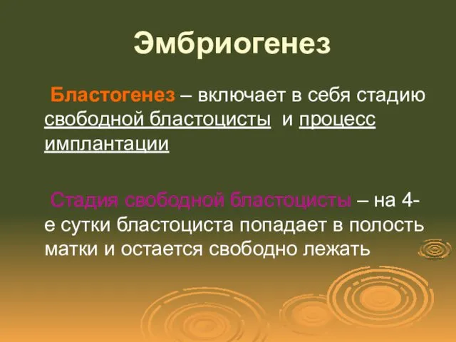 Эмбриогенез Бластогенез – включает в себя стадию свободной бластоцисты и