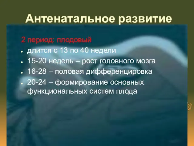 Антенатальное развитие 2 период: плодовый длится с 13 по 40