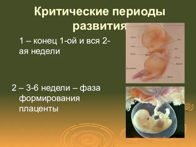 Критические периоды развития 1 – конец 1-ой и вся 2-ая