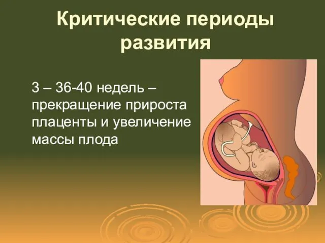 Критические периоды развития 3 – 36-40 недель – прекращение прироста плаценты и увеличение массы плода