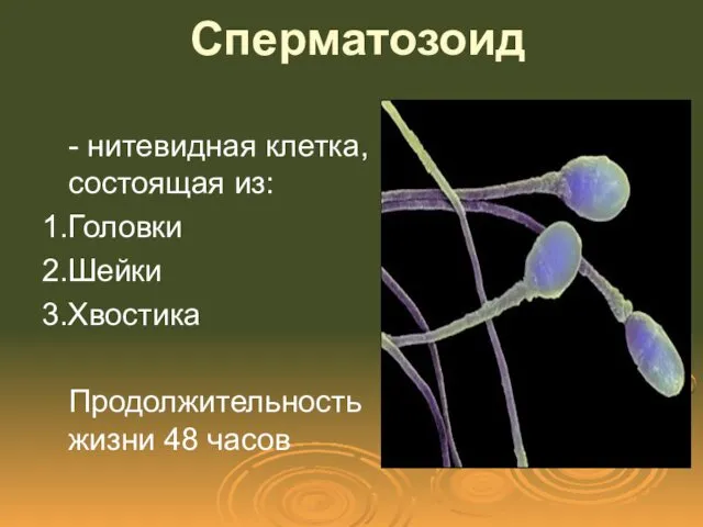 Сперматозоид - нитевидная клетка, состоящая из: 1.Головки 2.Шейки 3.Хвостика Продолжительность жизни 48 часов