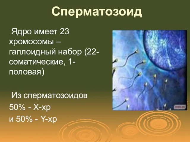 Сперматозоид Ядро имеет 23 хромосомы – гаплоидный набор (22-соматические, 1-половая)