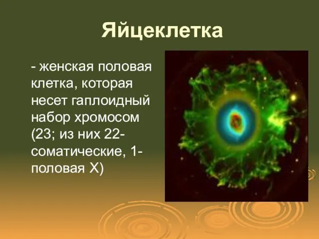 Яйцеклетка - женская половая клетка, которая несет гаплоидный набор хромосом (23; из них 22-соматические, 1-половая Х)