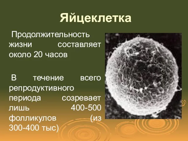 Яйцеклетка Продолжительность жизни составляет около 20 часов В течение всего