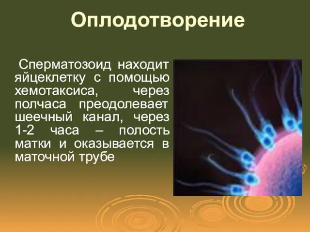 Оплодотворение Сперматозоид находит яйцеклетку с помощью хемотаксиса, через полчаса преодолевает