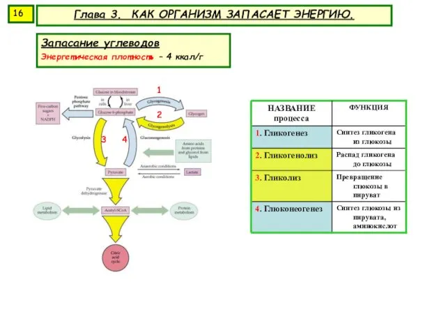 Глава 3. КАК ОРГАНИЗМ ЗАПАСАЕТ ЭНЕРГИЮ. Запасание углеводов Энергетическая плотность