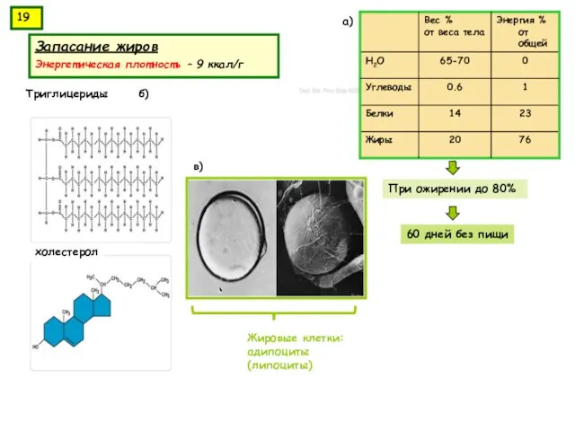 Запасание жиров Энергетическая плотность – 9 ккал/г При ожирении до