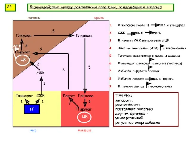 Взаимодействие между различными органами, запасающими энергию СЖК Пируват Глюкоза Пируват