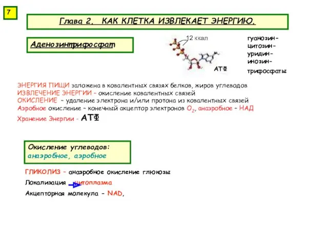 Глава 2. КАК КЛЕТКА ИЗВЛЕКАЕТ ЭНЕРГИЮ. Аденозинтрифосфат ЭНЕРГИЯ ПИЩИ заложена