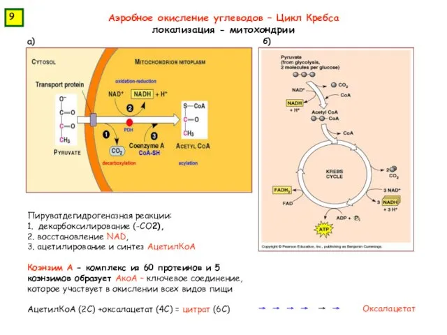 Аэробное окисление углеводов – Цикл Кребса локализация - митохондрии Пируватдегидрогеназная