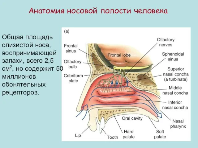 Анатомия носовой полости человека Общая площадь слизистой носа, воспринимающей запахи,