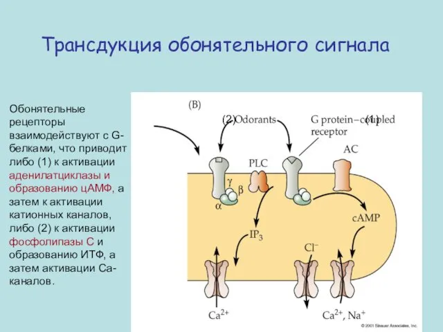Трансдукция обонятельного сигнала Обонятельные рецепторы взаимодействуют с G-белками, что приводит