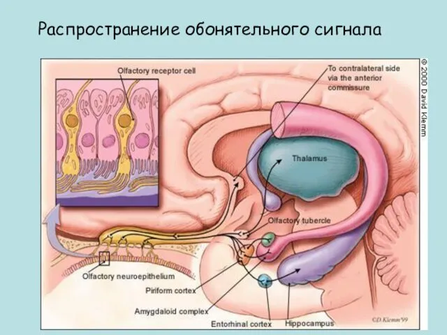 Распространение обонятельного сигнала