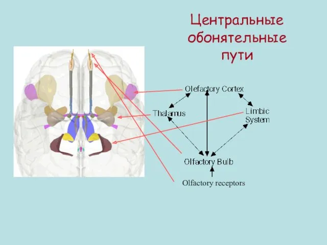 Центральные обонятельные пути Olfactory receptors