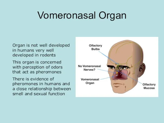 Vomeronasal Organ Organ is not well developed in humans very