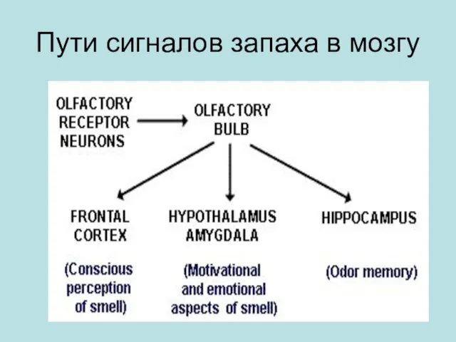 Пути сигналов запаха в мозгу