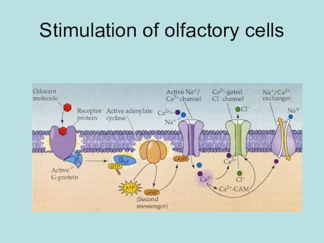 Stimulation of olfactory cells